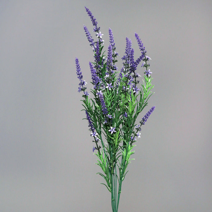 Lavendelbusch 'Lucia'