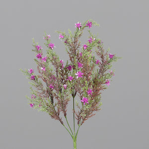 Rosmarin fuchsia