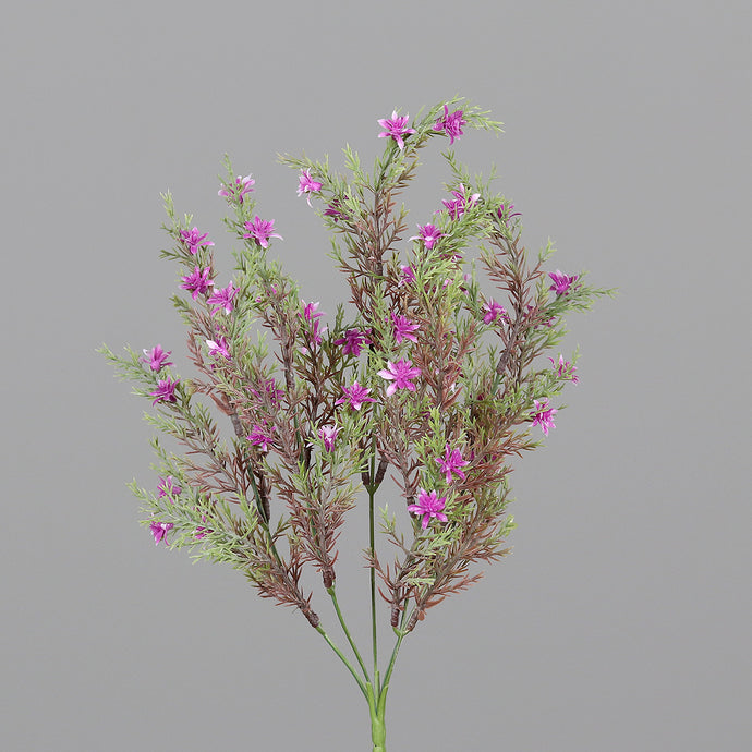 Rosmarin fuchsia