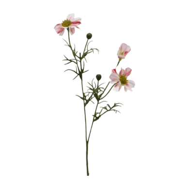Cosmea 'Trixi' rosa