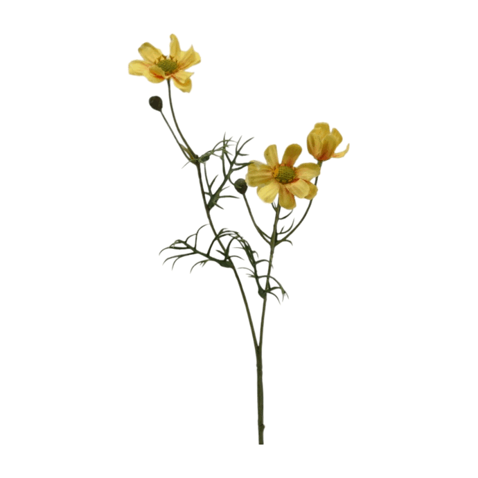 Cosmea 'Trixi' gelb