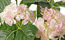 Laden Sie das Bild in den Galerie-Viewer, Hortensien-Busch rosa getopft