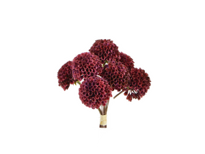 Pompom-Dahlien Bündel  x 7 burgund