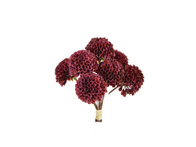 Pompom-Dahlien Bündel  x 7 burgund