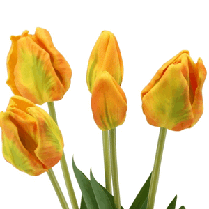 Papageientulpen- Bund x 5, orange
