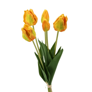 Papageientulpen- Bund x 5, orange