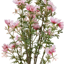 Laden Sie das Bild in den Galerie-Viewer, Blumen-Bündel 'Moschus' x 4 rosa