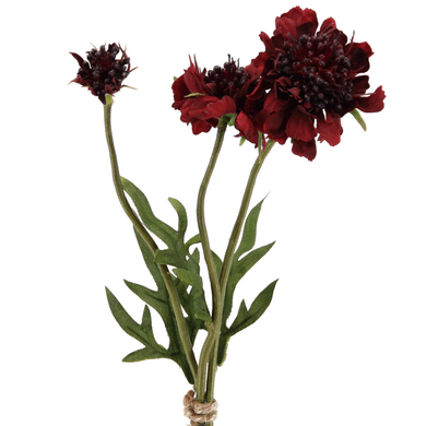 Scabiosa Bund bordeaux x 3