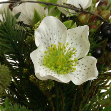 Laden Sie das Bild in den Galerie-Viewer, Strauß &#39;Helleborus&#39; grün-weiß