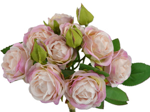 Rosenbündel  'Augustine' creme-violet