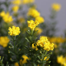 Laden Sie das Bild in den Galerie-Viewer, Coronilla gelb
