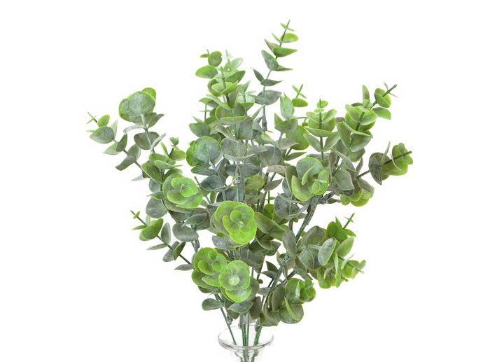 Eucalyptus-Busch grau-grün