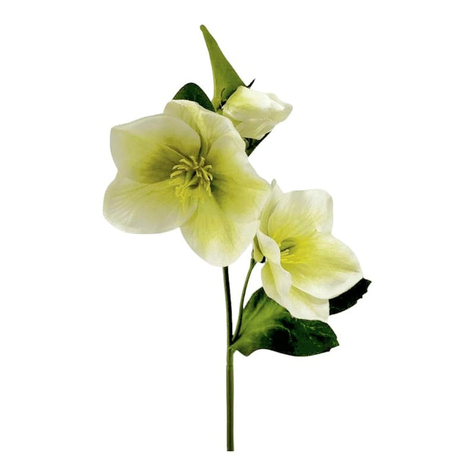 Christrose x 3 cream