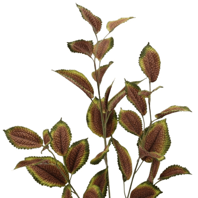 Buntnessel grün-rot
