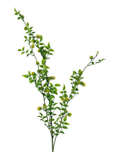 Laden Sie das Bild in den Galerie-Viewer, Blattzweig 'Strauch-Jasmin' grün