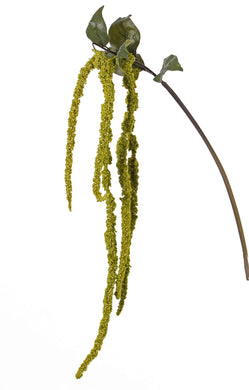 Fuchsschwanz