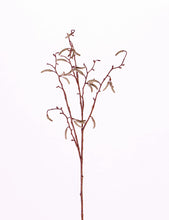 Laden Sie das Bild in den Galerie-Viewer, Birkenkätzchen