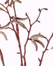 Laden Sie das Bild in den Galerie-Viewer, Birkenkätzchen