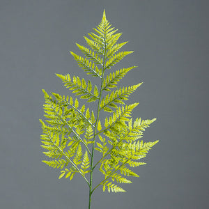 Lederfarnzweig, green