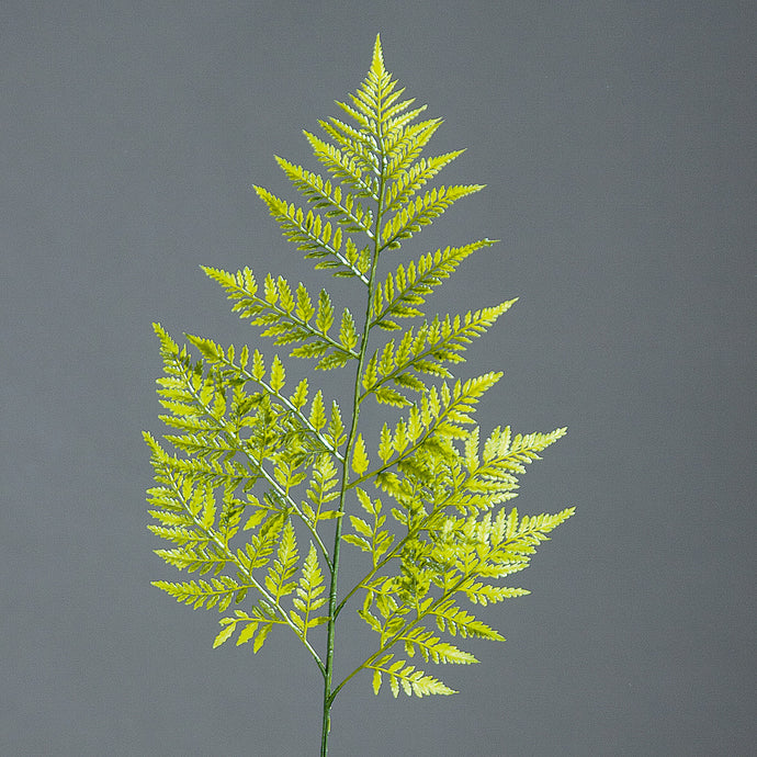 Lederfarnzweig, green