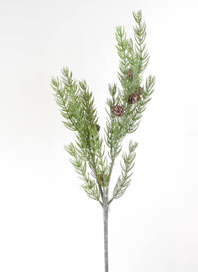 Fichten-Zweig mit Zapfen