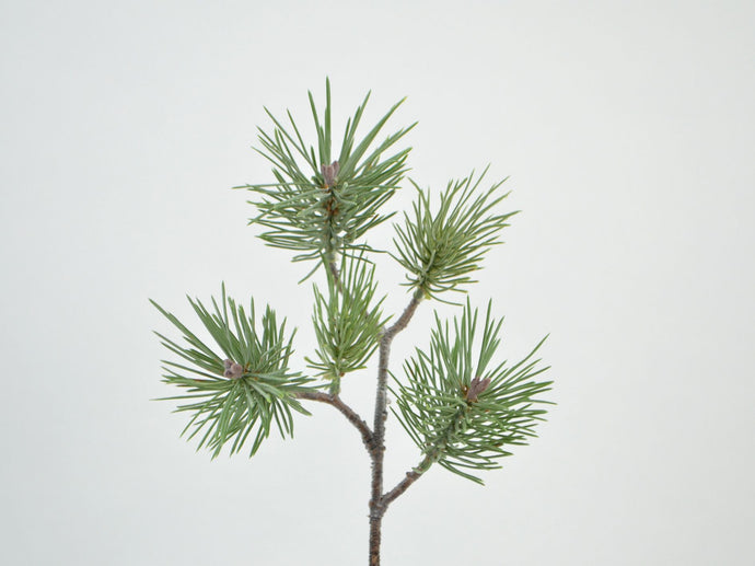 Kiefern-Zweig x 5