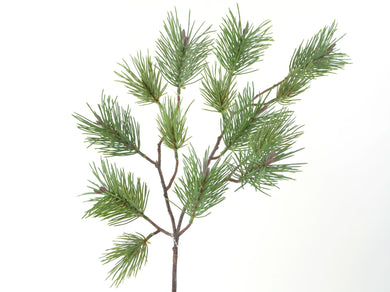 Kiefernzweig x 14