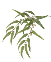 Laden Sie das Bild in den Galerie-Viewer, Eukalyptuszweig lang