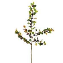 Laden Sie das Bild in den Galerie-Viewer, Beeren &#39;Cotoneaster&#39; blau