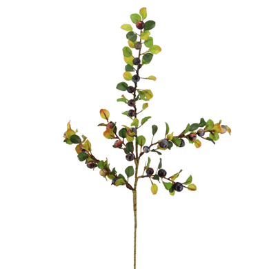 Beeren 'Cotoneaster' blau