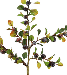 Beeren 'Cotoneaster' blau