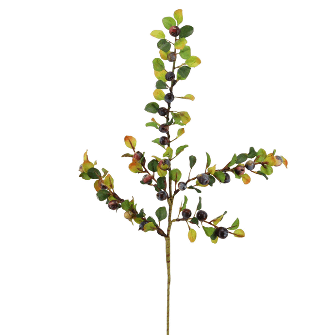 Beeren 'Cotoneaster' blau