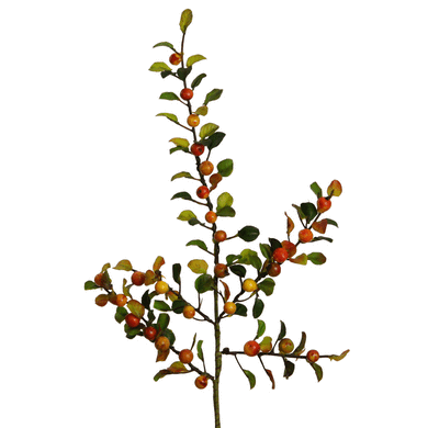 Beeren 'Cotoneaster' orange-gelb