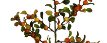 Laden Sie das Bild in den Galerie-Viewer, Beeren &#39;Cotoneaster&#39; orange-gelb
