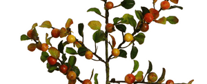 Beeren 'Cotoneaster' orange-gelb