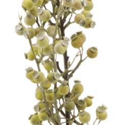 Beerenzweig grün-creme