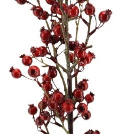 Beerenzweig 'Edelgard' rot