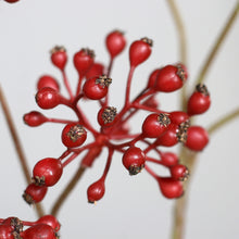 Laden Sie das Bild in den Galerie-Viewer, Beeren-Zweig &#39;Augusta&#39; red
