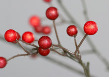 Laden Sie das Bild in den Galerie-Viewer, Beeren-Zweig &#39;Marie-Luise&#39; red XXL