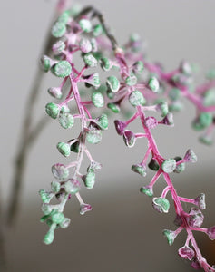 Kermesbeere lavendel