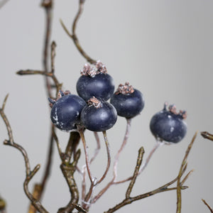 Beerenzweig 'Alma' blau