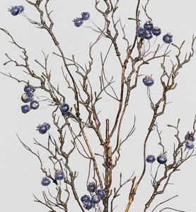 Beerenzweig 'Alma' blau