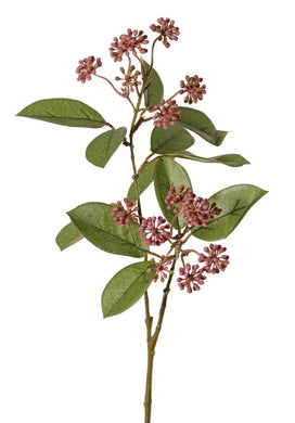 Beerenzweig 'Knick'