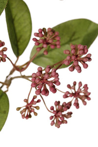 Beerenzweig 'Knick'
