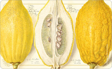 Brettchen 'Zitrone Etrog, pomological…'