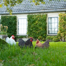 Laden Sie das Bild in den Galerie-Viewer, Huhn 'Else' braun