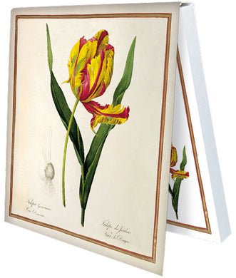 Klebezettel 'Tulipa Gesneriana Dracontia'