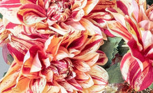 Laden Sie das Bild in den Galerie-Viewer, Dahlie 'Suva' malve-creme