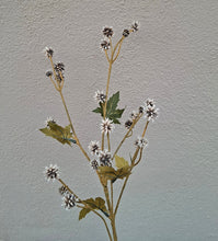 Laden Sie das Bild in den Galerie-Viewer, Sanicula-Zweig x6, braun