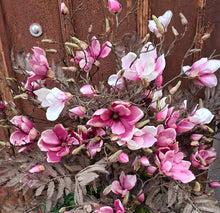 Laden Sie das Bild in den Galerie-Viewer, Magnolien-Zweig malve